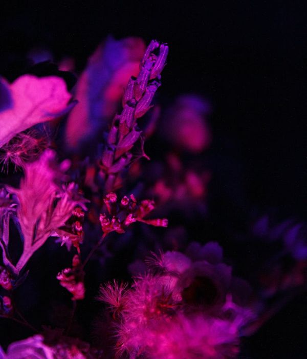 Abstract glowing pink waves on dark purple background